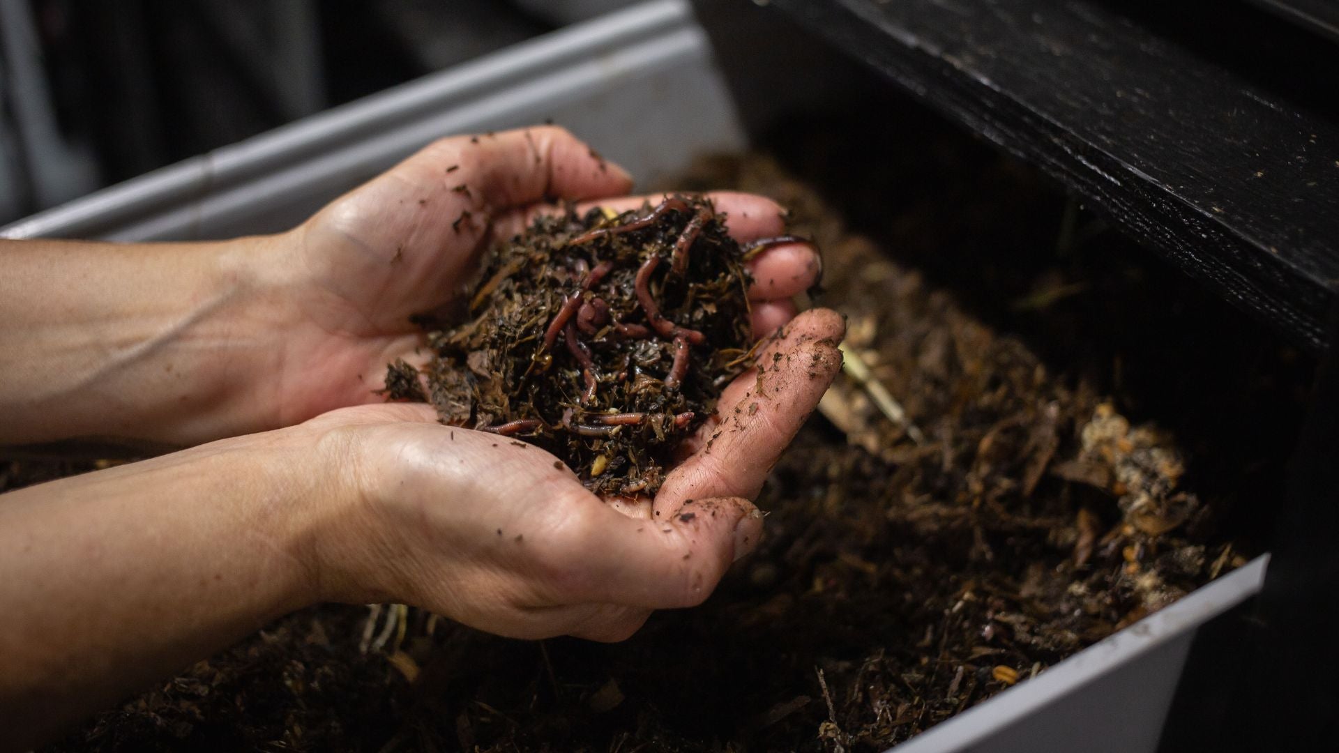 tobacco for worms in humans How to Feed Your Worms to Get The Best Results From Your Worm Bin – Pacific  Composting Co