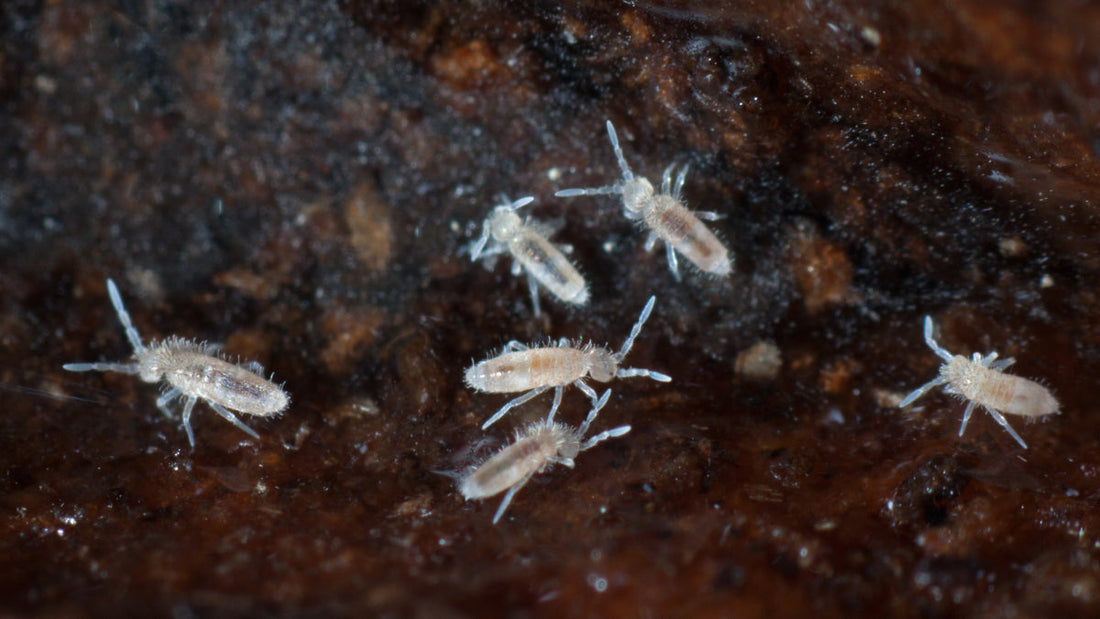 Springtails - White Plague or Worm Ally?