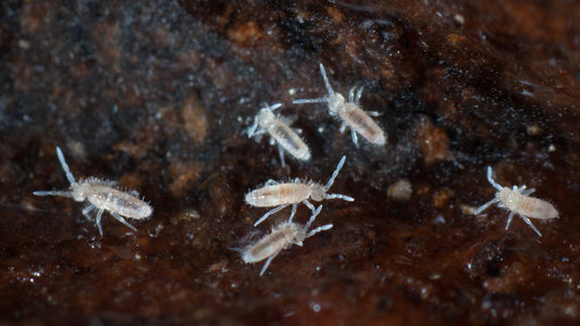 Springtails - White Plague or Worm Ally?