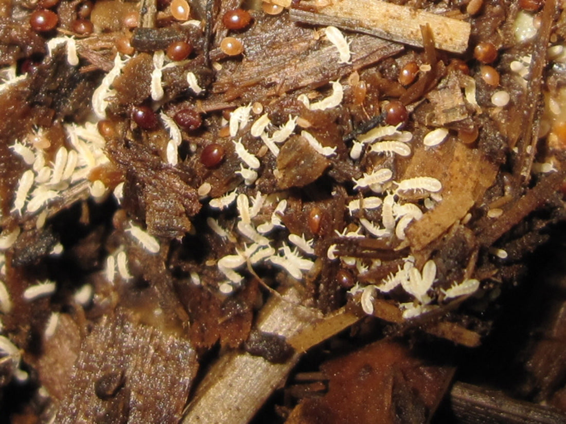 An Introduction to Worm Bin (Macro) Invertebrates