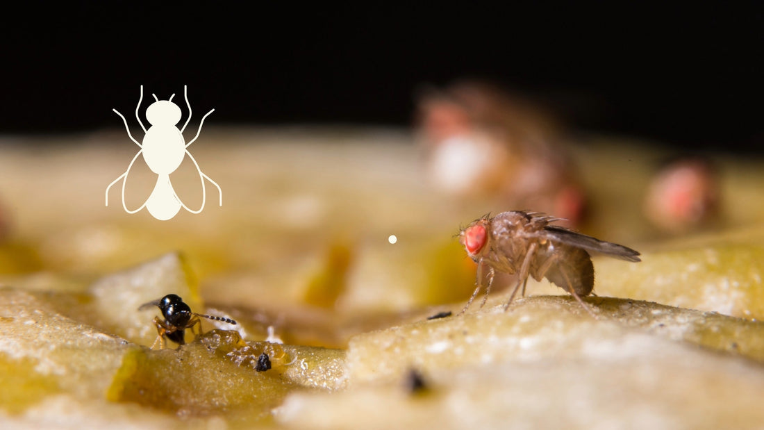 Fruit Flies & Gnats