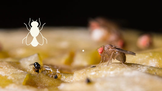 Fruit Flies & Gnats