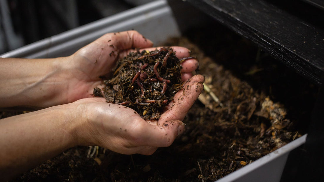 How to Feed Your Worms to Get The Best Results From Your Worm Bin
