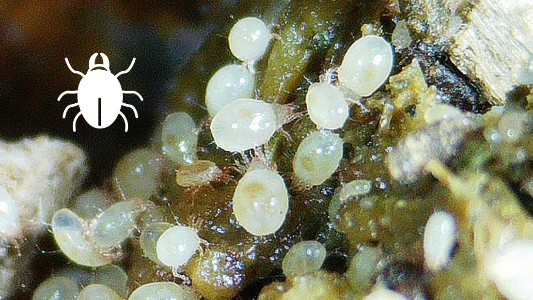 You Mite Be Surprised: Unearthing the Truth About Worm Bin Mites
