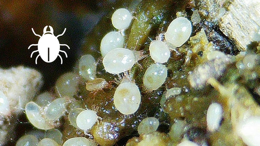 You Mite Be Surprised: Unearthing the Truth About Worm Bin Mites