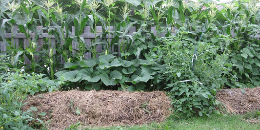 Vermicomposting Trenches Revisited