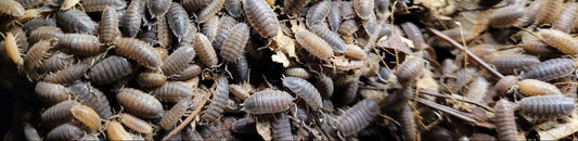 Isopods - The Ultimate Partner for Your Composting Worms?