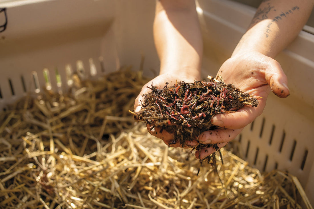 Bulk Worms vs Worm Starter Cultures: Where We Are Headed and Why We Chose This Path