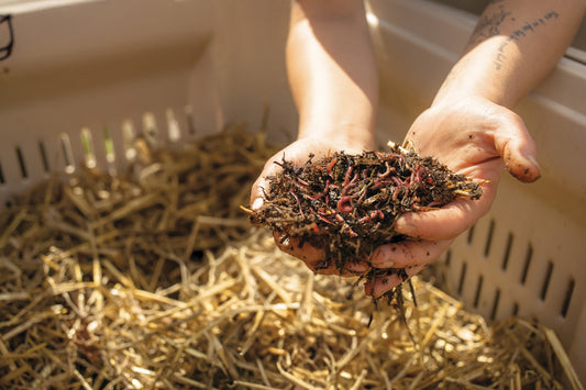 Bulk Worms vs Worm Starter Cultures: Where We Are Headed and Why We Chose This Path