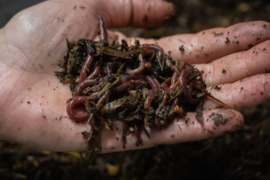 The Real Dirt on Composting Worms
