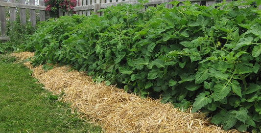 Vermicomposting Trenches