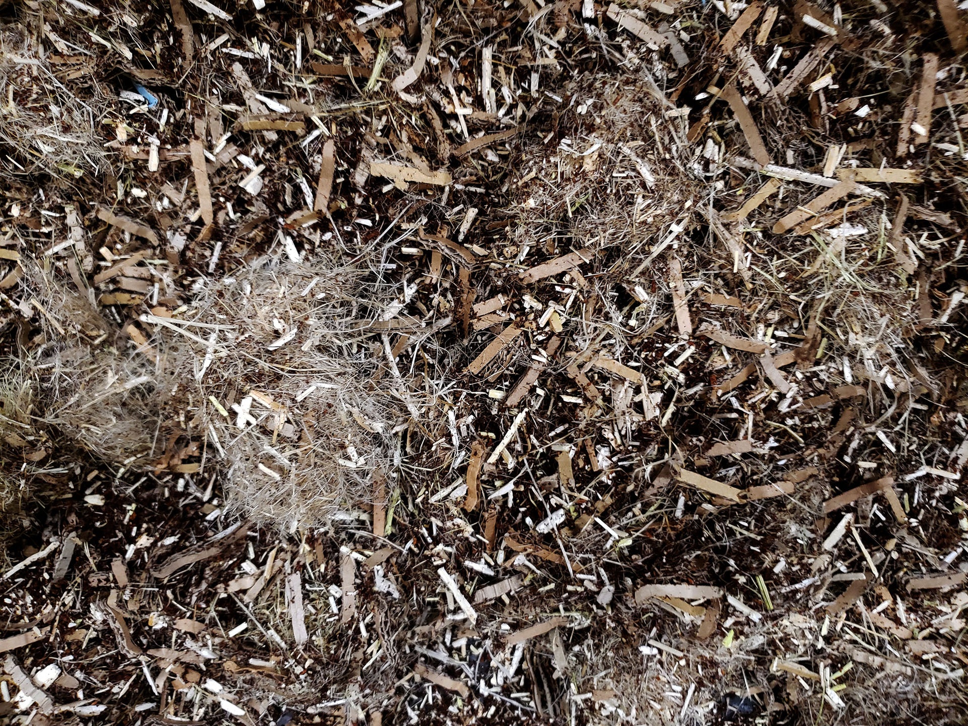 Bedding for Worms: Coir, Leaves or Peat Moss? 