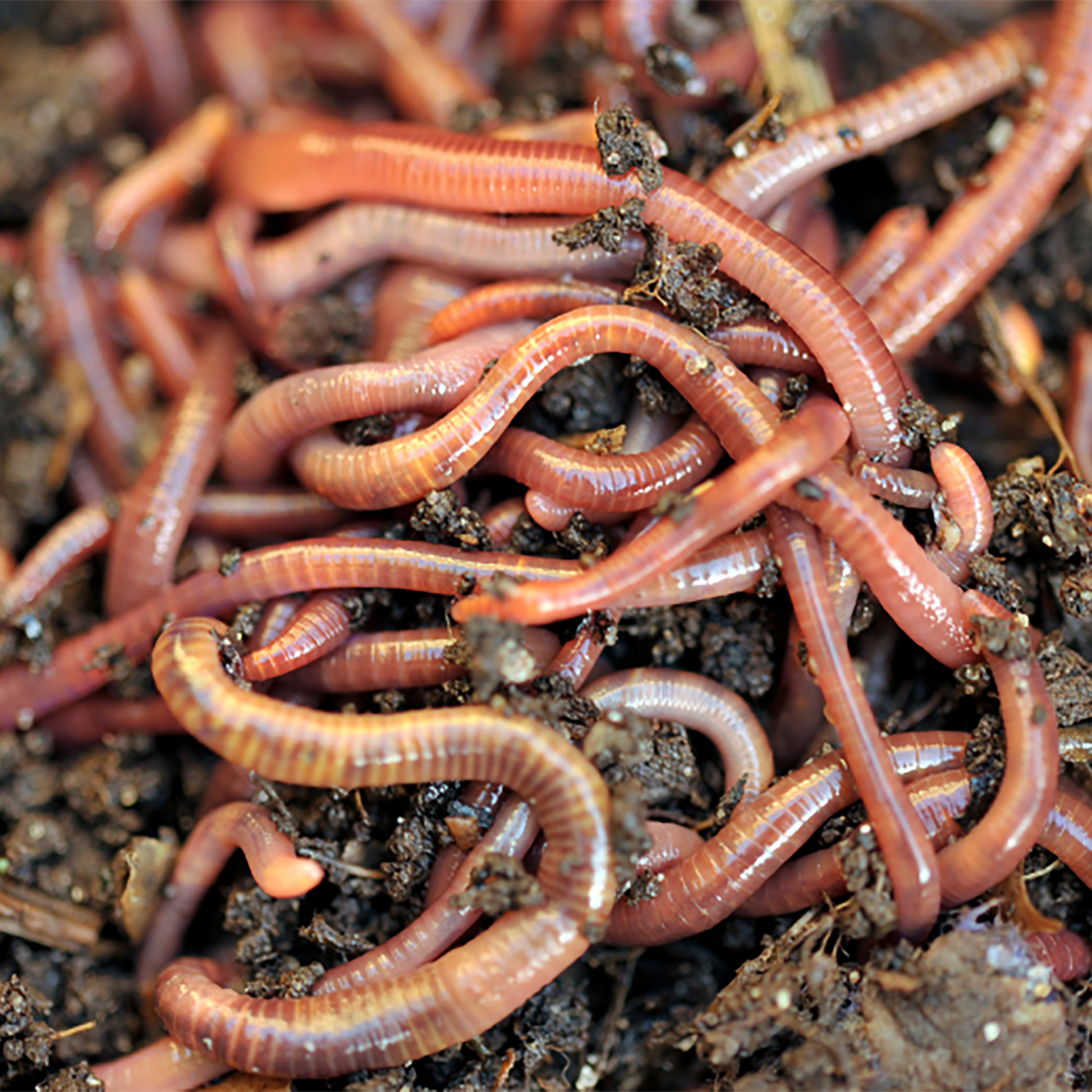Red Wiggler worms for composting